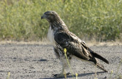 Hawk at Rancho Capistrano