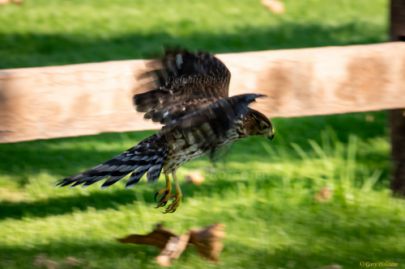 Mile Square Park - Hawk