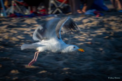 2019 UCI Anteater Archery End of Year Picnic