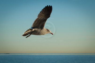 Laguna Berach Birds