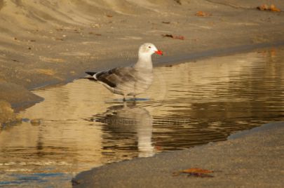 Laguna Berach Birds