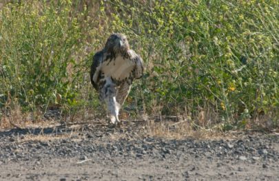 Hawk at Rancho Capistrano