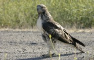 Hawk at Rancho Capistrano