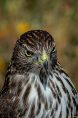 Mile Square Park - Hawk