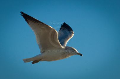 Laguna Berach Birds