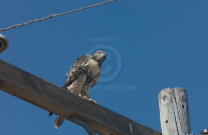 Hawk at Rancho Capistrano