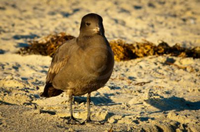 Laguna Berach Birds