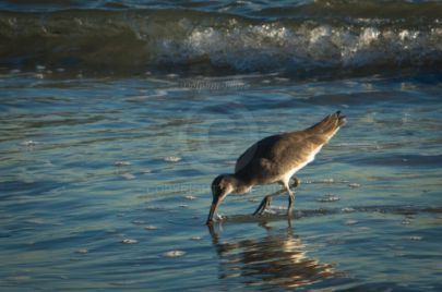 Laguna Berach Birds
