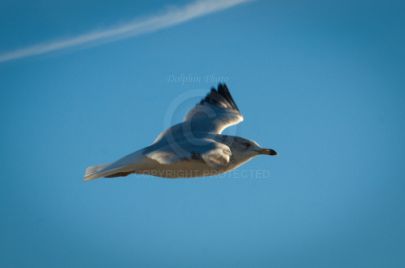 Laguna Berach Birds