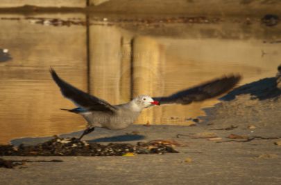 Laguna Berach Birds