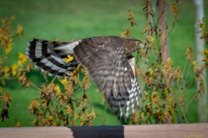 Mile Square Park - Hawk