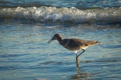 Laguna Berach Birds