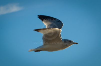 Laguna Berach Birds