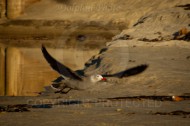 Laguna Berach Birds