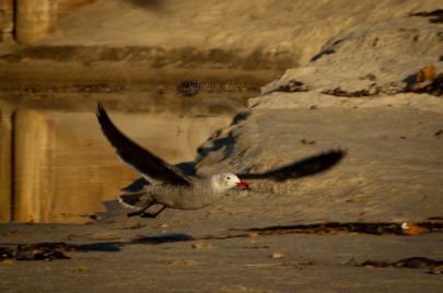 Laguna Berach Birds