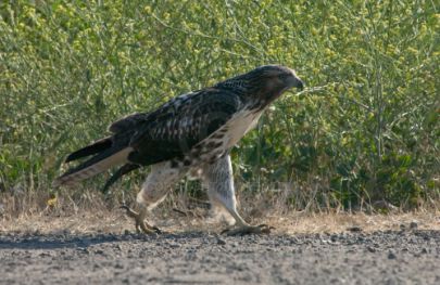 Hawk at Rancho Capistrano