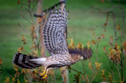 Mile Square Park - Hawk