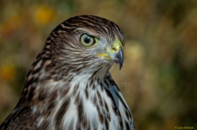 Mile Square Park - Hawk