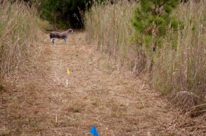 2015 3D US Intercollegiate 3D Archery Championships