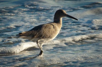 Laguna Berach Birds