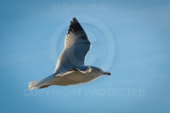 Laguna Berach Birds