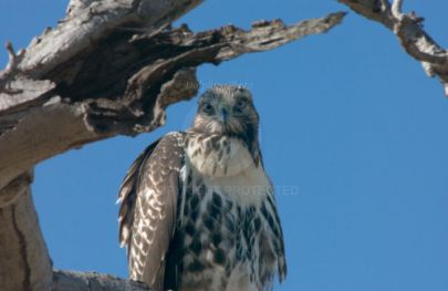 Hawk at Rancho Capistrano