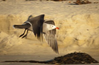 Laguna Berach Birds