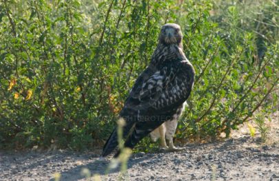 Hawk at Rancho Capistrano