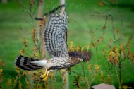 Mile Square Park - Hawk