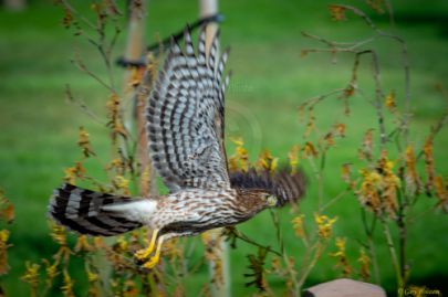 Mile Square Park - Hawk