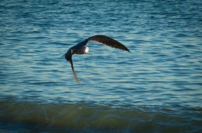 Laguna Berach Birds