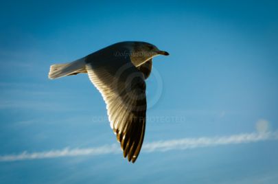 Laguna Berach Birds