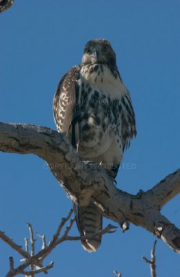 Hawk at Rancho Capistrano