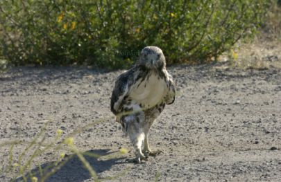 Hawk at Rancho Capistrano