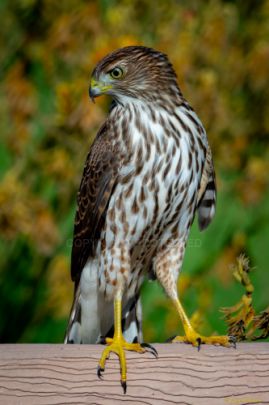 Mile Square Park - Hawk