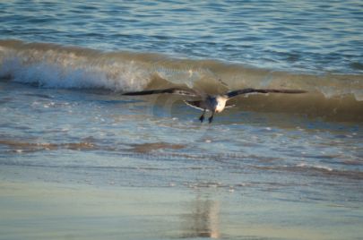 Laguna Berach Birds