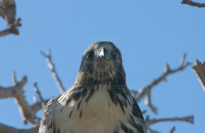 Hawk at Rancho Capistrano