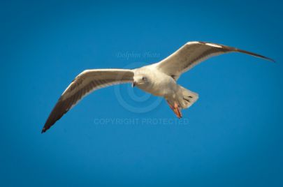 Laguna Berach Birds