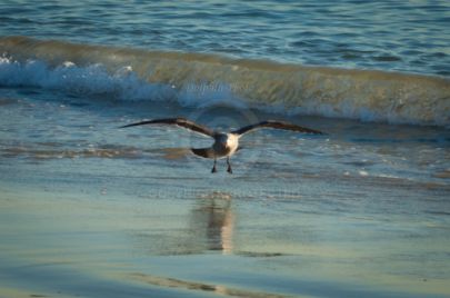 Laguna Berach Birds
