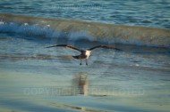 Laguna Berach Birds