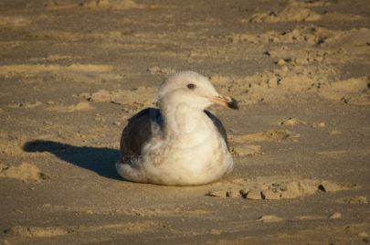 Laguna Berach Birds