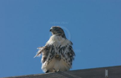 Hawk at Rancho Capistrano