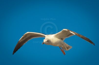 Laguna Berach Birds