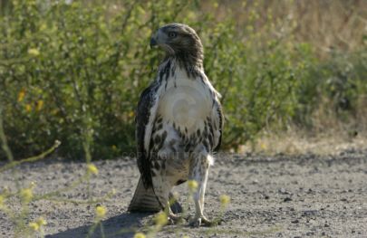 Hawk at Rancho Capistrano