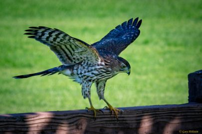 Mile Square Park - Hawk