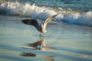 Laguna Berach Birds