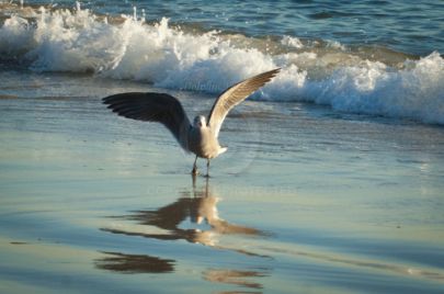 Laguna Berach Birds