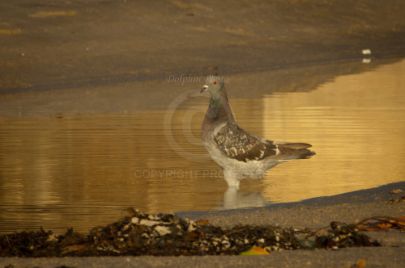 Laguna Berach Birds