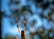 Critters in the field