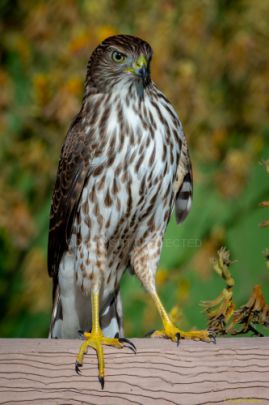 Mile Square Park - Hawk